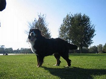 Faith van Bangaïs 22 mnd oud, Bernese Mountaindogs v.d. Clemensberghoeve